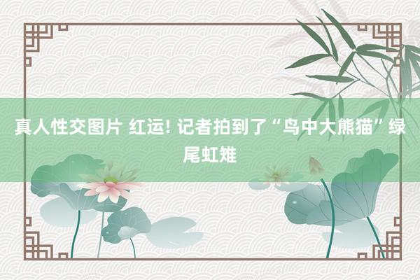 真人性交图片 红运! 记者拍到了“鸟中大熊猫”绿尾虹雉
